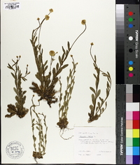 Polygala lutea image