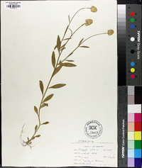 Polygala lutea image