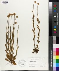 Polygala lutea image