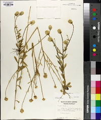 Polygala lutea image