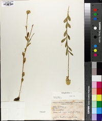 Polygala lutea image