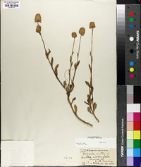 Polygala lutea image