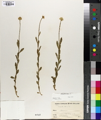 Polygala lutea image