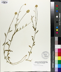 Polygala lutea image