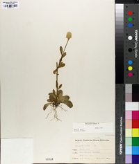 Polygala lutea image