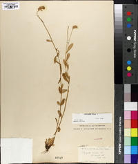 Polygala lutea image