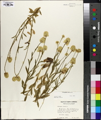 Polygala lutea image