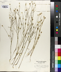 Polygala mariana image