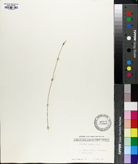 Polygala mariana image