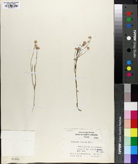 Polygala mariana image