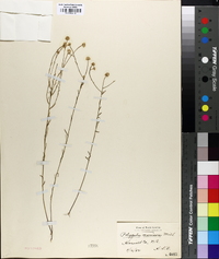 Polygala mariana image