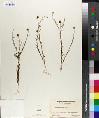 Polygala mariana image