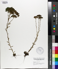 Polygala ramosa image