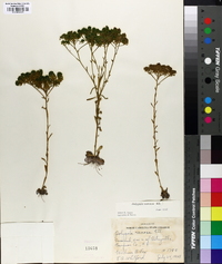 Polygala ramosa image