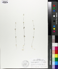 Polygala verticillata image