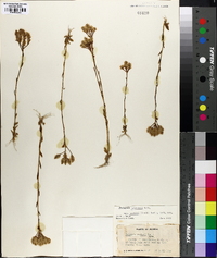 Polygala balduinii image