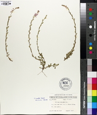 Polygala crenata image