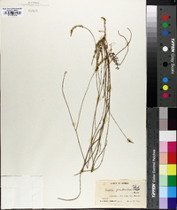 Polygala praetervisa image