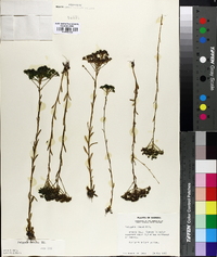 Polygala ramosa image