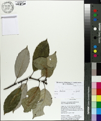 Castanopsis sclerophylla image
