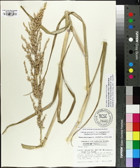 Panicum amarum image