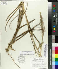 Panicum amarum image