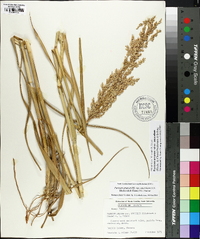 Panicum amarum image