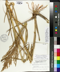 Panicum amarum image