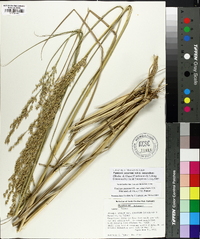 Panicum amarum image