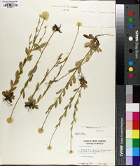 Polygala lutea image