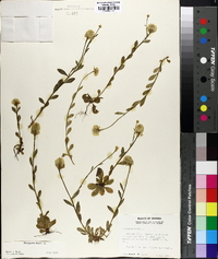 Polygala lutea image