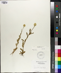 Polygala lutea image