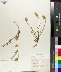 Polygala lutea image