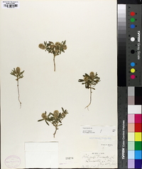 Polygala cruciata image