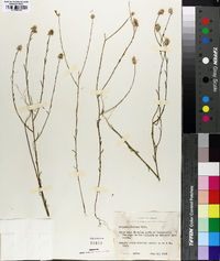 Polygala mariana image