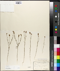 Polygala nuttallii image