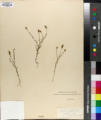 Polygala nuttallii image