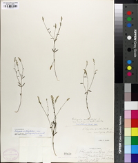 Polygala verticillata image