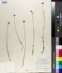 Polygala longicaulis image