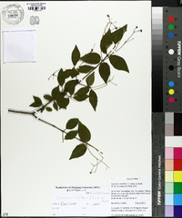 Euonymus laxiflorus image