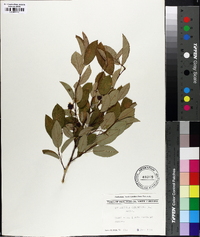 Amelanchier canadensis image