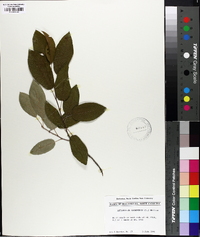 Amelanchier canadensis image