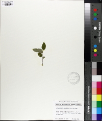 Amelanchier canadensis image