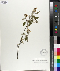 Amelanchier canadensis image