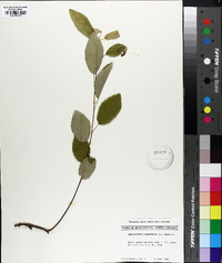 Amelanchier canadensis image