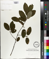 Amelanchier canadensis image