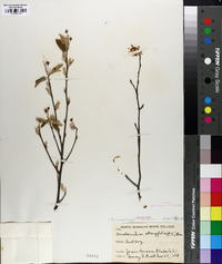 Amelanchier canadensis image