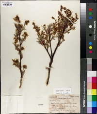 Amelanchier canadensis image