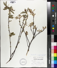 Amelanchier canadensis image