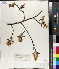 Amelanchier canadensis image